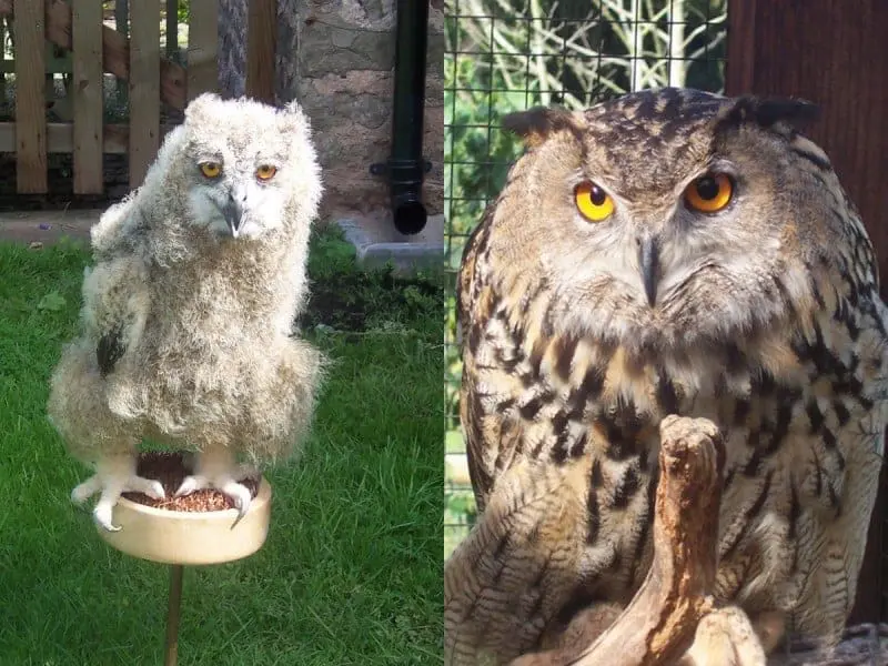 Montie then and now